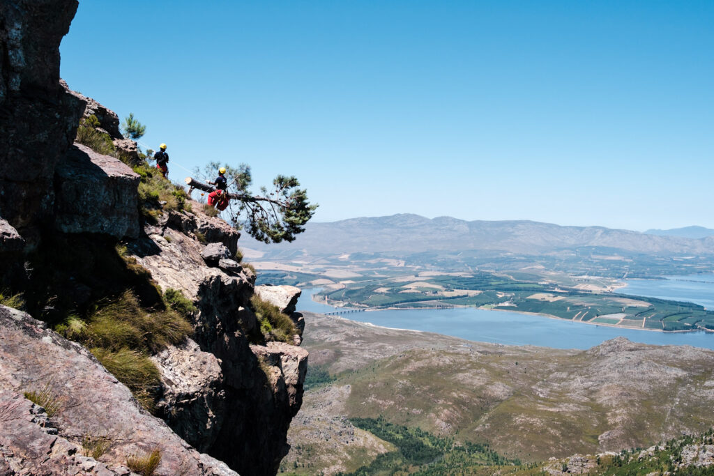 invasive Pinien in Südafrika